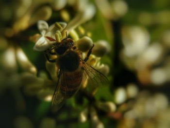 Close-up of bee on flower