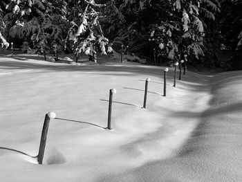 Trees in park during winter