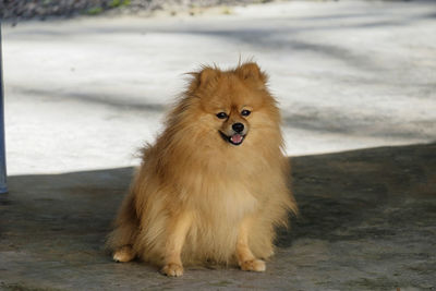 Portrait of dog looking away while sitting on footpath