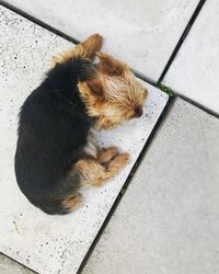 High angle view of dog resting on tiled floor