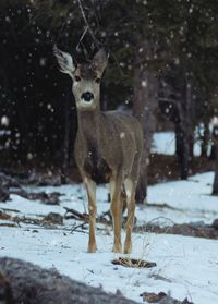 Portrait of deer standing on snow covered land