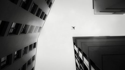 Low angle view of bird flying against sky