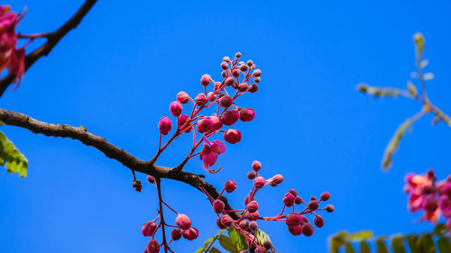 Low angle view of berries on tree against blue sky