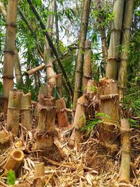 Low angle view of bamboo amidst trees in forest