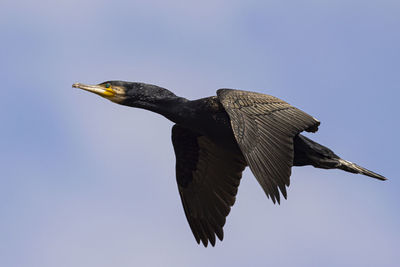 Low angle view of bird flying