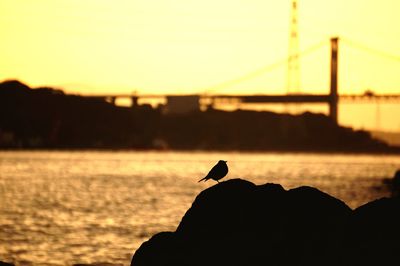 Silhouette of bird perching on suspension bridge