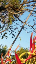 Low angle view of plants against sky