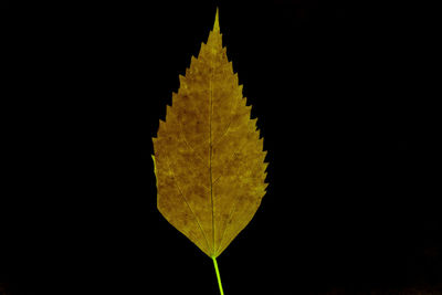 Close-up of yellow leaves over black background