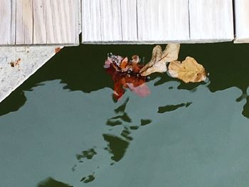 Close-up of leaf floating on water