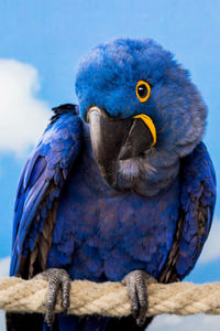 Close-up of a bird