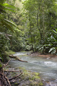 Scenic view of river in forest