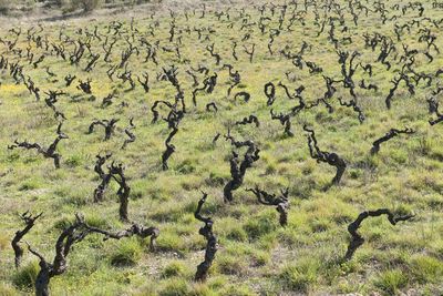 Full frame shot of plants