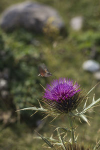 Close-up of purple thistle on plant at field