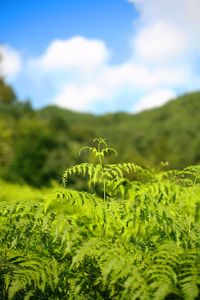 Scenic view of grassy field against sky