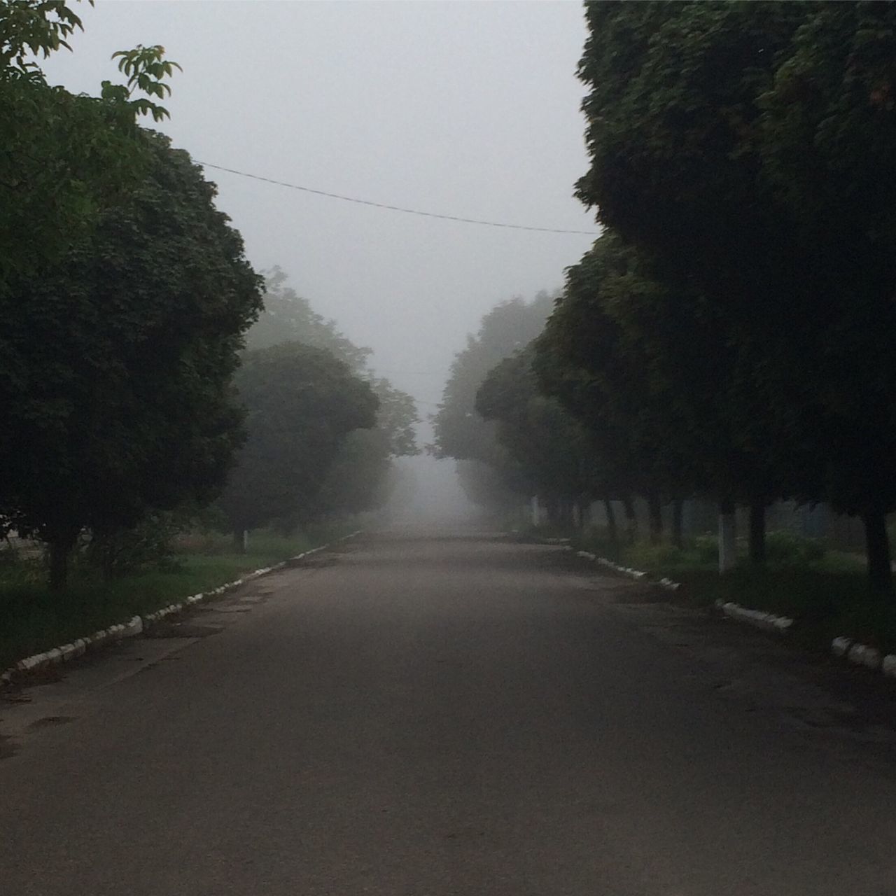 tree, the way forward, road, transportation, diminishing perspective, empty, tranquil scene, long, clear sky, tranquility, vanishing point, solitude, sky, empty road, growth, nature, day, outdoors, scenics, straight, non-urban scene, remote, treelined, beauty in nature, surface level, no people