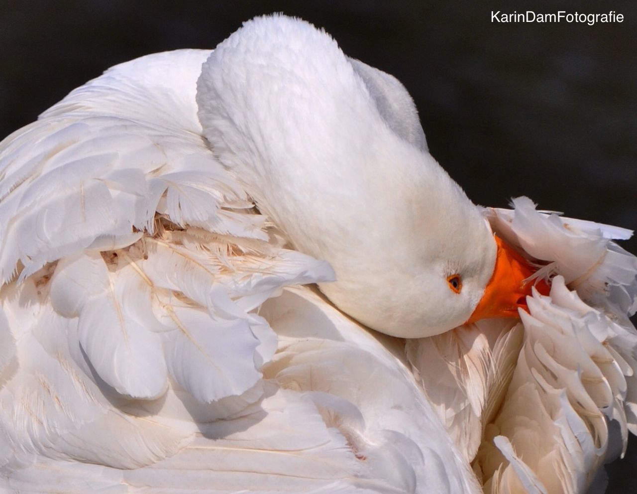 white color, bird, white, close-up, animal themes, nature, petal, no people, wildlife, focus on foreground, flower, beauty in nature, animals in the wild, outdoors, day, flower head, swan, studio shot, fragility, feather