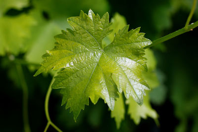 Close-up of wet plant