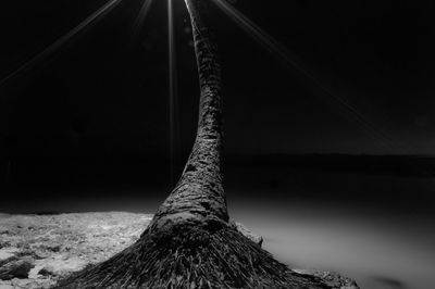 Close-up of tree trunk against the sky