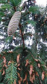 Low angle view of pine cones on tree