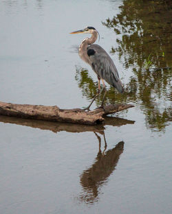 Bird perching on driftwood in lake