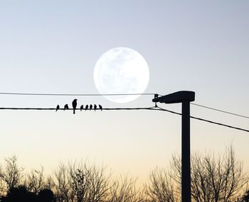 Low angle view of birds perching on silhouette tree against sky