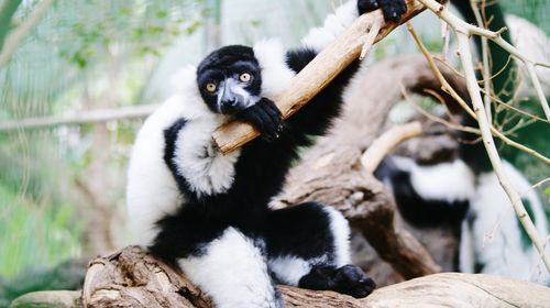 Black-and-white ruffed lemurs on tree in zoo