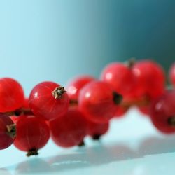 Close-up of red berries