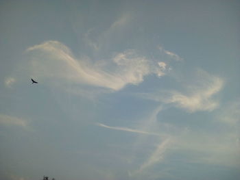 Low angle view of birds flying against sky