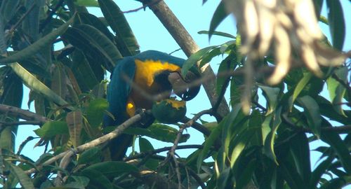 Low angle view of parrot perching on branch