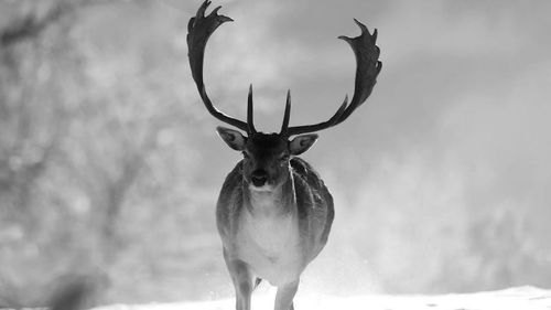 Deer standing in snow