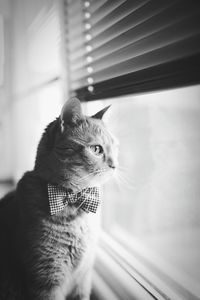 Close-up of cat looking through window