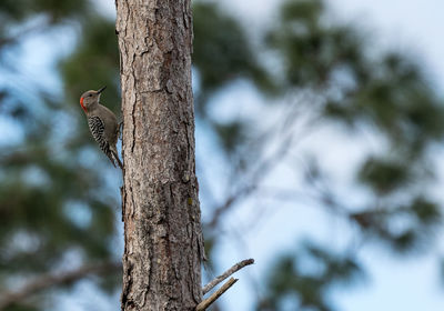 Bird perching on a tree