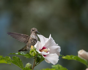 Close-up of bird flying against blurred background