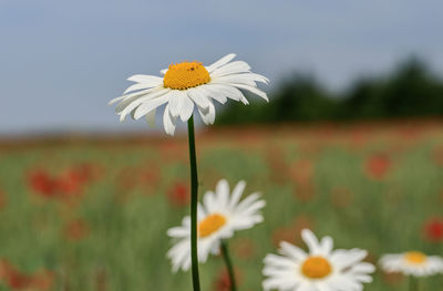 Close-up of white daisy flower on field