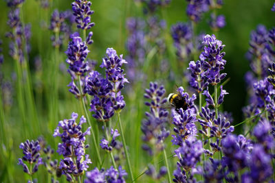 Close-up of bee pollinating on purple flowering plants