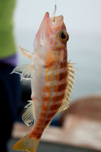 Close-up of fish swimming in aquarium