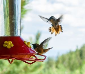 Close-up of bird flying