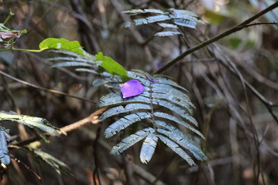 Close-up of plant against blurred background