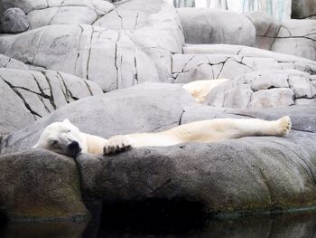 View of an animal sleeping on rock