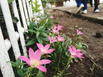 Close-up of pink flowering plants