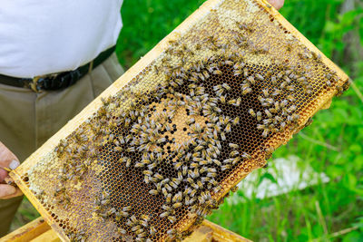 High angle view of bee on leaf