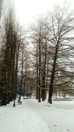 Bare trees on snow covered landscape