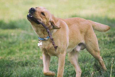 Dog on field