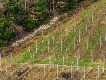 Scenic view of agricultural field