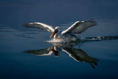 Bird flying against sky