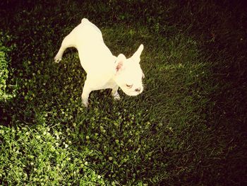 Close-up of white dog on grassy field