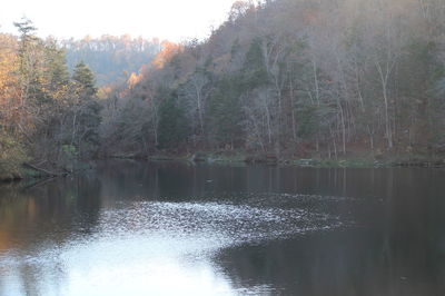 Scenic view of river in forest against sky