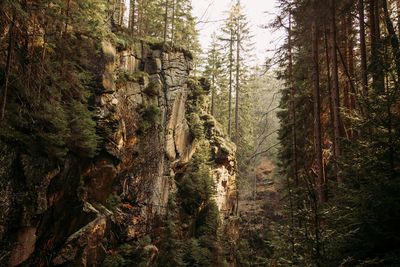 Pine trees in forest