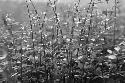 Close-up of plants growing on field