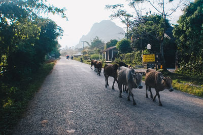 Cows on road amidst trees against clear sky